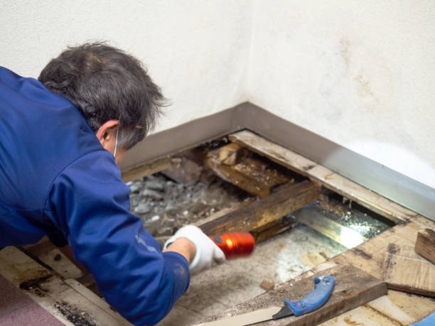 Best Local Mold Removal Service  in Willow Oak, FL