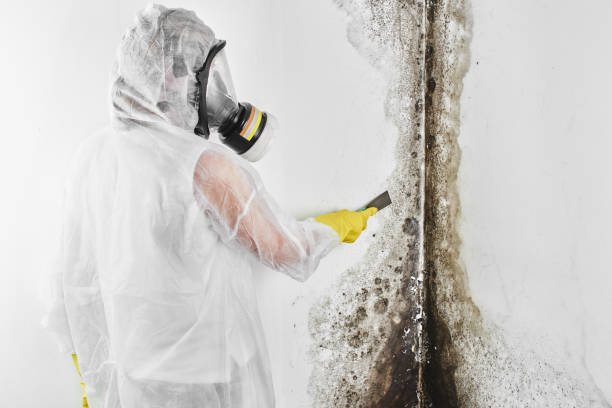 Best Toxic Mold Removal  in Willow Oak, FL