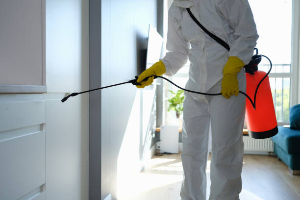 Best Attic Mold Removal  in Willow Oak, FL